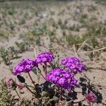 Abronia pogonantha Flower