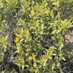 Phlomis olivieri Leaf
