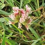 Trifolium cheranganiense പുഷ്പം