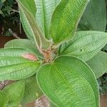 Miconia dependens Feuille