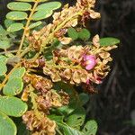 Lonchocarpus rugosus Blüte
