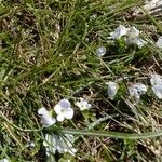 Veronica repens Flower