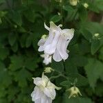 Aquilegia nigricans Листок