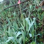 Tulipa agenensis Habit