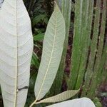 Virola michelii Hoja