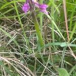 Anacamptis morio Лист