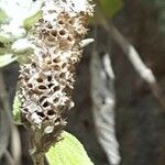 Sideritis macrostachyos Frukt