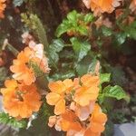 Crossandra infundibuliformis 花