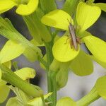 Erysimum ochroleucum Flor