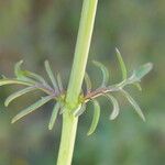 Valeriana calcitrapae Blatt