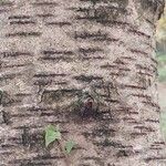Betula potaninii Corteza
