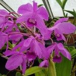 Guarianthe bowringiana Кветка