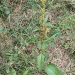 Rumex palustris Цвят