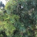 Sciadopitys verticillata Листок