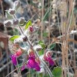 Teucrium divaricatum ഇല