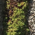 Saxifraga vayredana Leaf