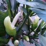 Philodendron hastatum 花
