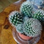 Mammillaria spinosissima 葉