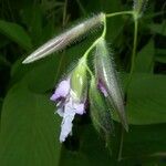 Thalia geniculata 花