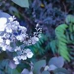 Poranopsis paniculata Fiore