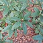 Rhododendron augustinii برگ