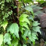 Begonia prismatocarpa Liść