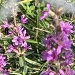 Lythrum virgatumFleur
