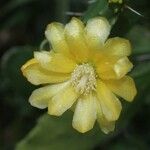 Brasiliopuntia brasiliensis Λουλούδι