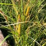 Carex rostrataFolha