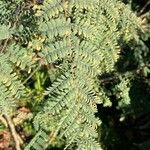 Caesalpinia gilliesii Folha