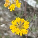 Hippocrepis scabra