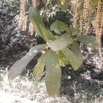 Cyrilla racemiflora Lehti