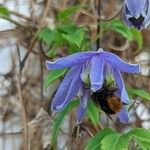 Clematis alpina Other