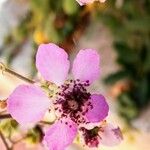 Rubus ulmifolius Flower