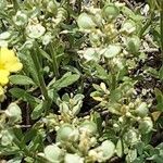 Alyssum montanum ഇല