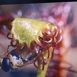 Drosera intermedia Lapas