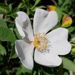 Rosa corymbifera Flower