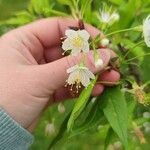 Prunus serrula फूल