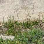 Thalictrum alpinum Celota