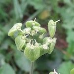 Heracleum sphondylium Plod