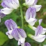 Vicia sylvatica Fleur