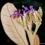 Piptocoma vernonioides Çiçek