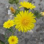 Picris hieracioides Flower