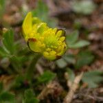 Ranunculus adoxifolius موطن