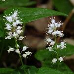 Maianthemum bifolium 花