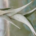 Tillandsia roseoscapa Leaf