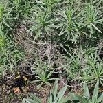 Echium brevirame Staniste