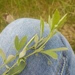 Lathyrus tuberosus Leaf