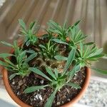 Euphorbia bupleurifolia 葉