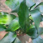 Aspidistra elatiorFulla